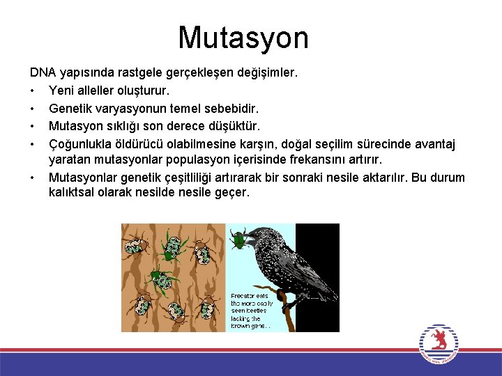 Mutasyon DNA yapısında rastgele gerçekleşen değişimler. • Yeni alleller oluşturur. • Genetik varyasyonun temel