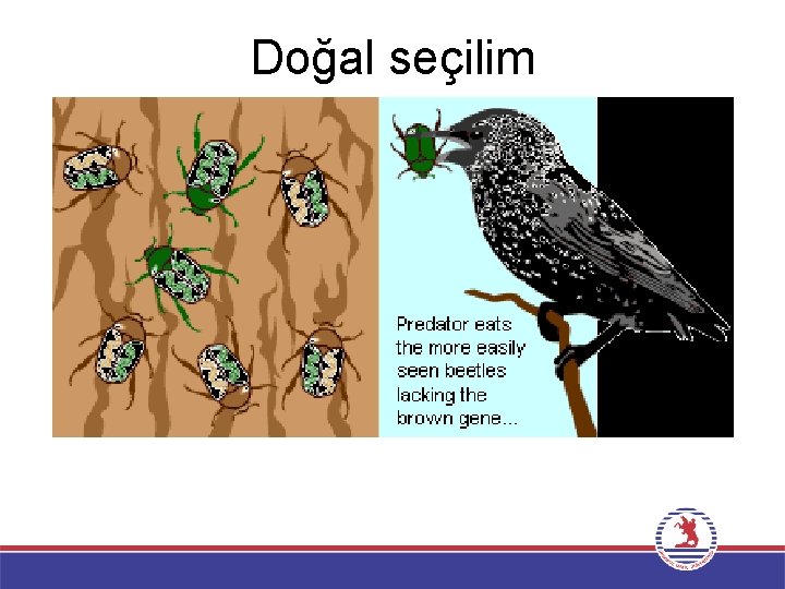 Doğal seçilim 
