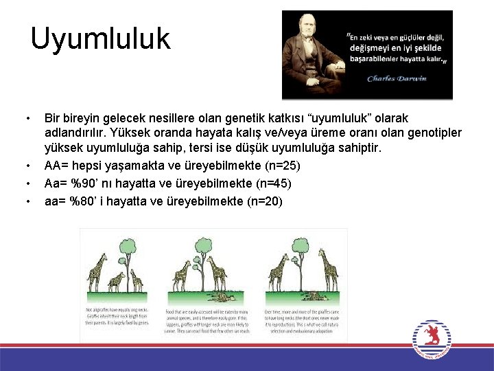 Uyumluluk • • Bir bireyin gelecek nesillere olan genetik katkısı “uyumluluk” olarak adlandırılır. Yüksek