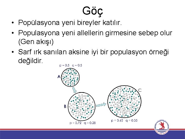 Göç • Popülasyona yeni bireyler katılır. • Populasyona yeni allellerin girmesine sebep olur (Gen