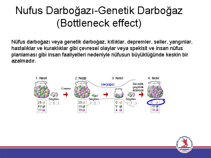 Nufus Darboğazı-Genetik Darboğaz (Bottleneck effect) Nüfus darboğazı veya genetik darboğaz, kıtlıklar, depremler, seller, yangınlar,