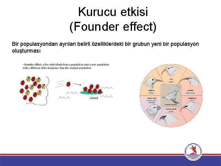 Kurucu etkisi (Founder effect) Bir populasyondan ayrılan belirli özelliklerdeki bir grubun yeni bir populasyon