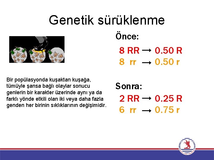 Genetik sürüklenme Önce: Bir popülasyonda kuşaktan kuşağa, tümüyle şansa bağlı olaylar sonucu genlerin bir