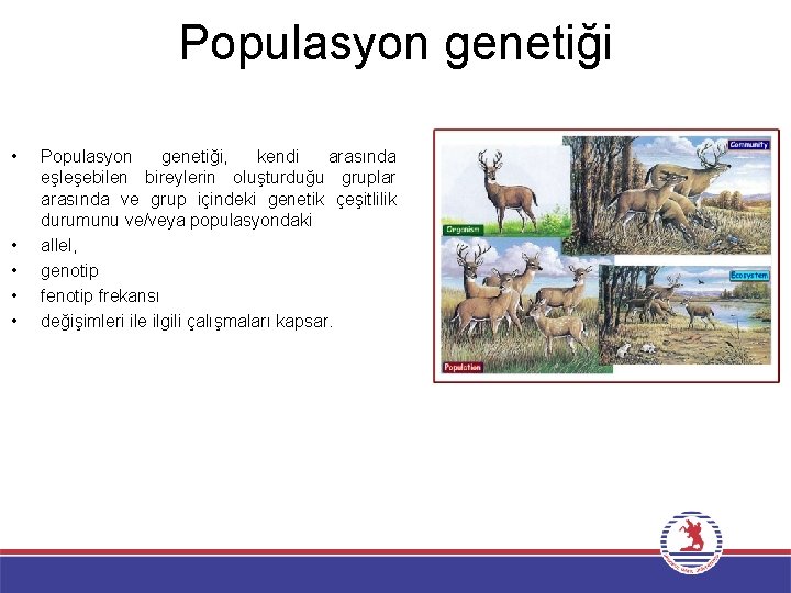 Populasyon genetiği • • • Populasyon genetiği, kendi arasında eşleşebilen bireylerin oluşturduğu gruplar arasında