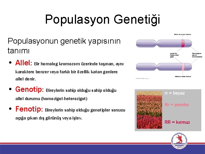 Populasyon Genetiği Populasyonun genetik yapısının tanımı • Allel: Bir homolog kromozom üzerinde taşınan, aynı