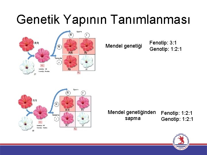 Genetik Yapının Tanımlanması Mendel genetiği Fenotip: 3: 1 Genotip: 1: 2: 1 Mendel genetiğinden