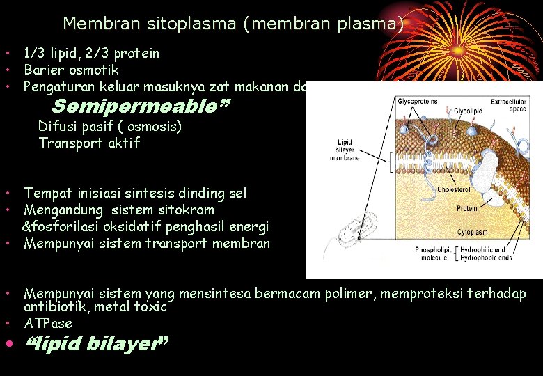 Membran sitoplasma (membran plasma) • 1/3 lipid, 2/3 protein • Barier osmotik • Pengaturan