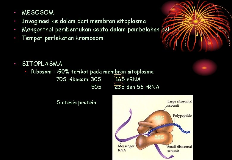 • • MESOSOM Invaginasi ke dalam dari membran sitoplasma Mengontrol pembentukan septa dalam