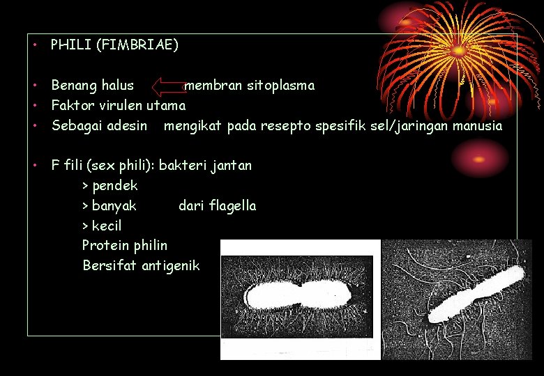  • PHILI (FIMBRIAE) • Benang halus membran sitoplasma • Faktor virulen utama •