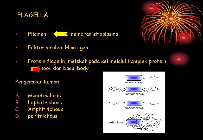 FLAGELLA • Filamen • Faktor virulen, H antigen • Protein flagelin, melekat pada sel