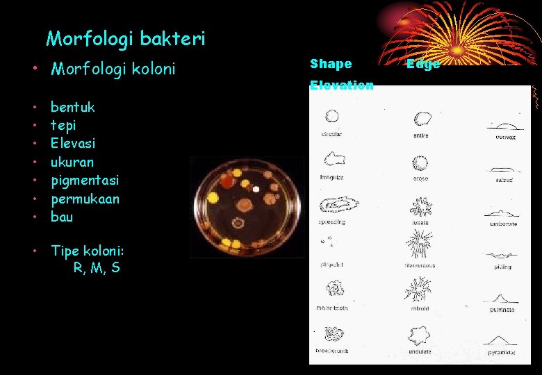 Morfologi bakteri • Morfologi koloni • • bentuk tepi Elevasi ukuran pigmentasi permukaan bau