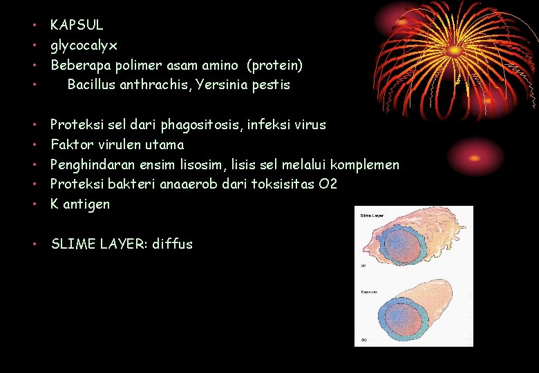  • KAPSUL • glycocalyx • Beberapa polimer asam amino (protein) • Bacillus anthrachis,