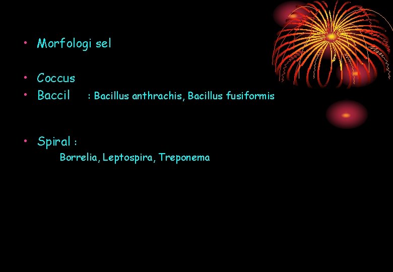  • Morfologi sel • Coccus • Baccil : Bacillus anthrachis, Bacillus fusiformis •