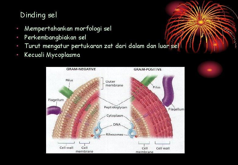 Dinding sel • • Mempertahankan morfologi sel Perkembangbiakan sel Turut mengatur pertukaran zat dari