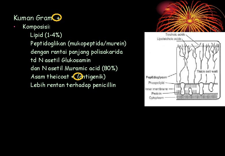 Kuman Gram + • Komposisi: Lipid (1 -4%) Peptidoglikan (mukopeptida/murein) dengan rantai panjang polisakarida