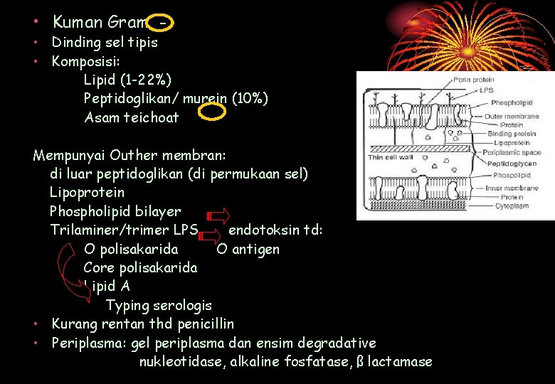  • Kuman Gram - • Dinding sel tipis • Komposisi: Lipid (1 -22%)