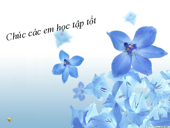 C m e c á húc c t ố t p ậ học t