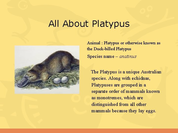 All About Platypus Animal : Platypus or otherwise known as the Duck-billed Platypus Species