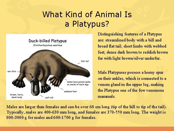 What Kind of Animal Is a Platypus? Distinguishing features of a Platypus are: streamlined