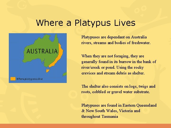 Where a Platypus Lives Platypuses are dependant on Australia rivers, streams and bodies of