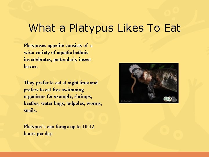 What a Platypus Likes To Eat Platypuses appetite consists of a wide variety of