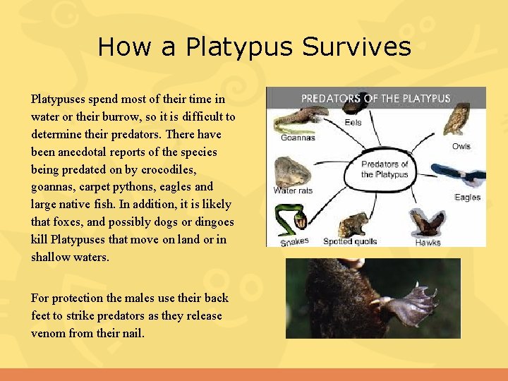 How a Platypus Survives Platypuses spend most of their time in water or their