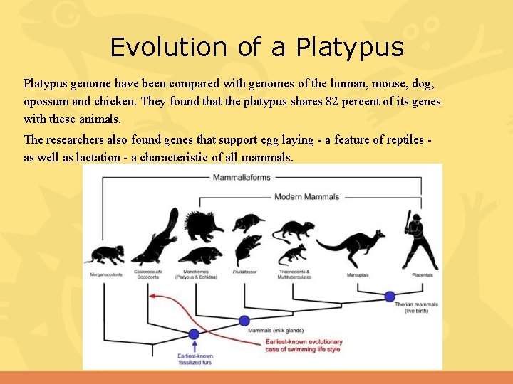 Evolution of a Platypus genome have been compared with genomes of the human, mouse,