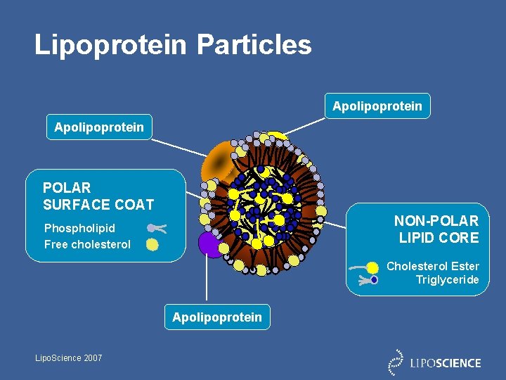 Lipoprotein Particles Apolipoprotein POLAR SURFACE COAT NON-POLAR LIPID CORE Phospholipid Free cholesterol Cholesterol Ester