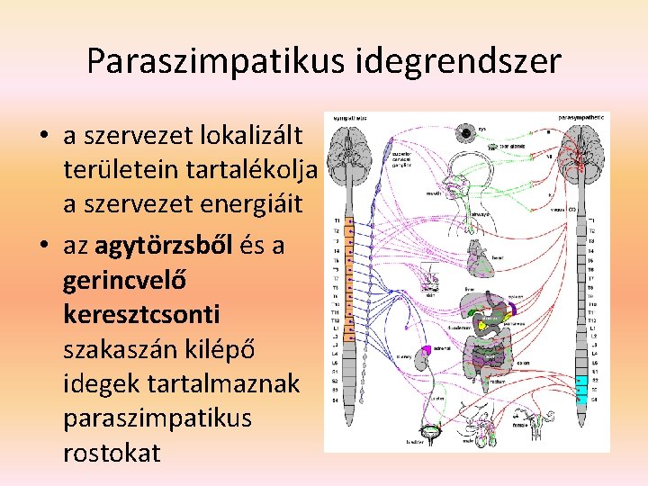 Paraszimpatikus idegrendszer • a szervezet lokalizált területein tartalékolja a szervezet energiáit • az agytörzsből