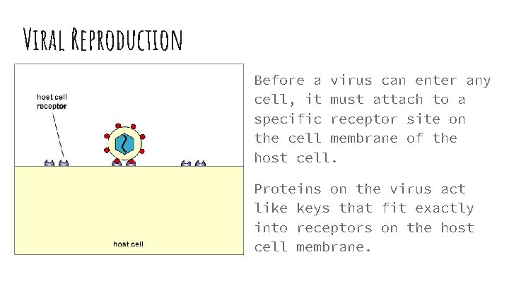 Viral Reproduction Before a virus can enter any cell, it must attach to a