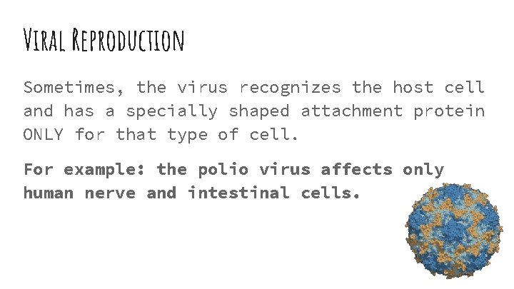 Viral Reproduction Sometimes, the virus recognizes the host cell and has a specially shaped