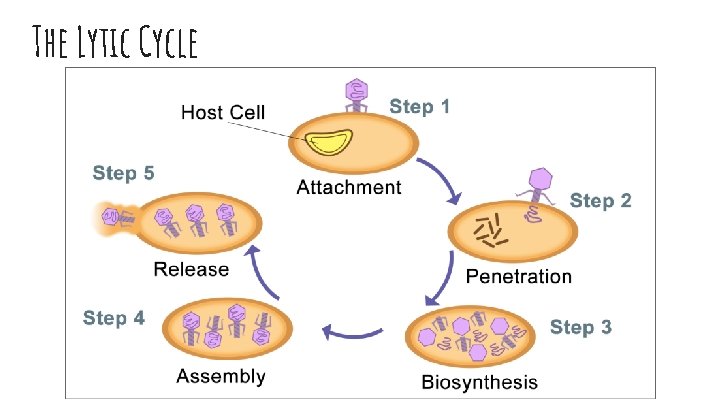 The Lytic Cycle 