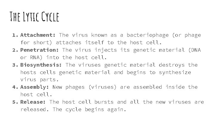 The Lytic Cycle 1. Attachment: The virus known as a bacteriophage (or phage for