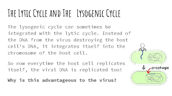 The Lytic Cycle and The Lysogenic Cycle The lysogenic cycle can sometimes be integrated