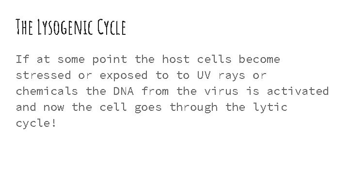 The Lysogenic Cycle If at some point the host cells become stressed or exposed