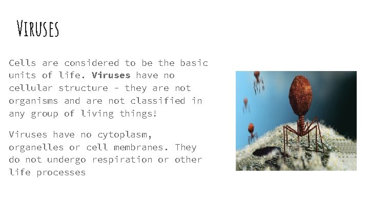 Viruses Cells are considered to be the basic units of life. Viruses have no