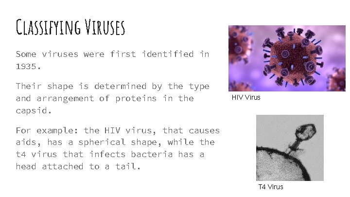 Classifying Viruses Some viruses were first identified in 1935. Their shape is determined by