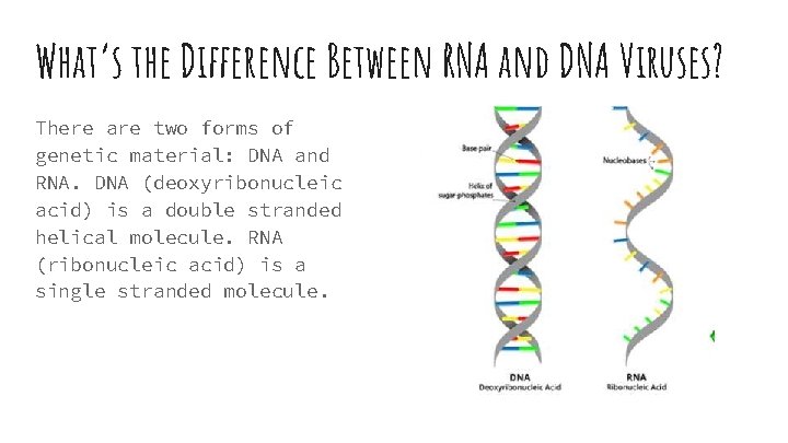 What’s the Difference Between RNA and DNA Viruses? There are two forms of genetic