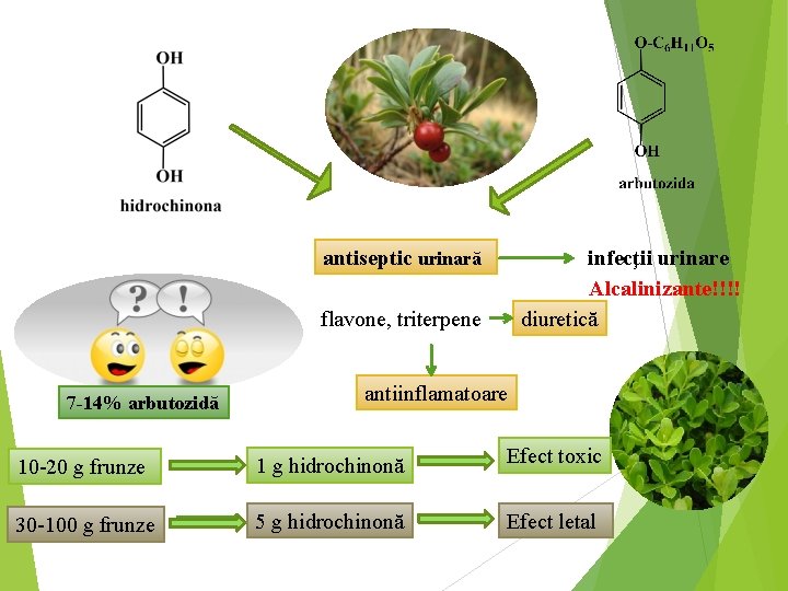 antiseptic urinară infecţii urinare Alcalinizante!!!! diuretică flavone, triterpene 7 -14% arbutozidă antiinflamatoare 10 -20