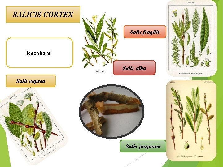 SALICIS CORTEX Salix fragilis Recoltare! Salix alba Salix caprea Salix purpurea 