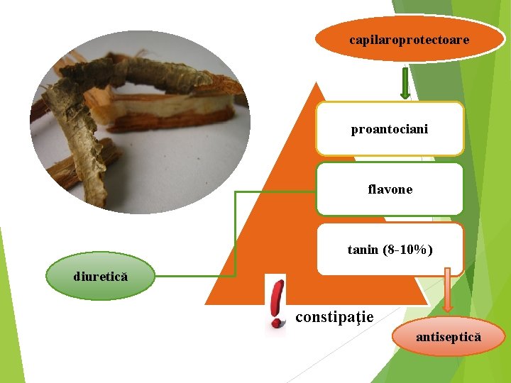 capilaroprotectoare proantociani flavone tanin (8 -10%) diuretică constipaţie antiseptică 