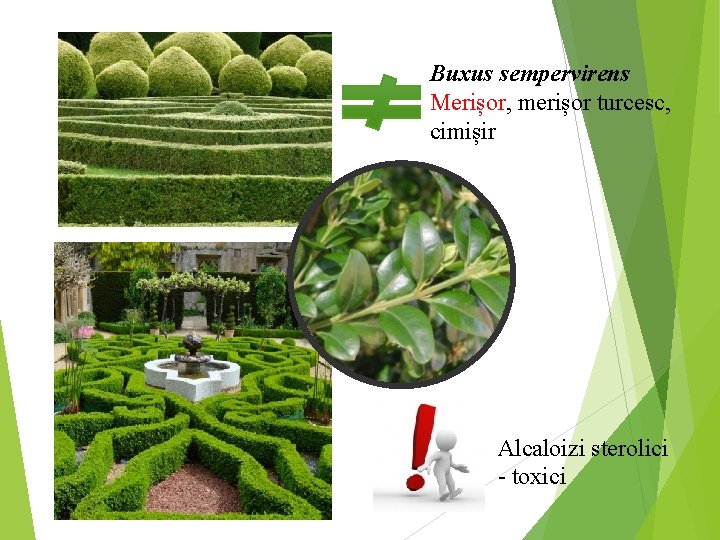 Buxus sempervirens Merișor, merișor turcesc, cimișir Alcaloizi sterolici - toxici 