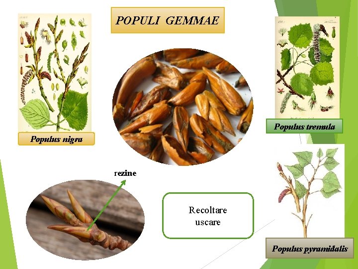 POPULI GEMMAE Populus tremula Populus nigra rezine Recoltare uscare Populus pyramidalis 