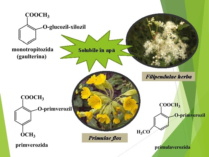 Solubile în apă Filipendulae herba Primulae flos 