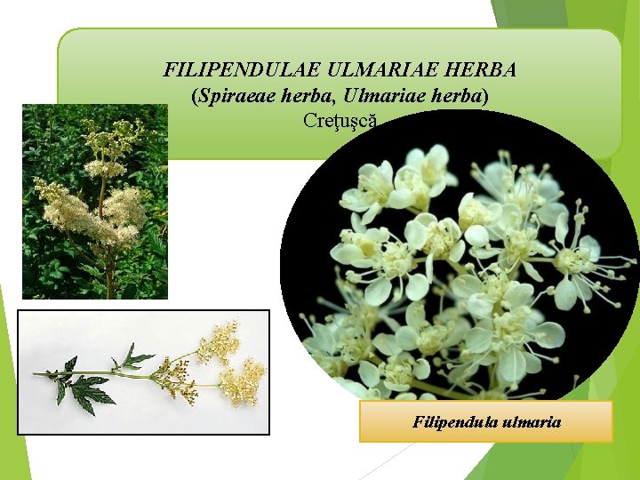FILIPENDULAE ULMARIAE HERBA (Spiraeae herba, Ulmariae herba) Creţuşcă Filipendula ulmaria 