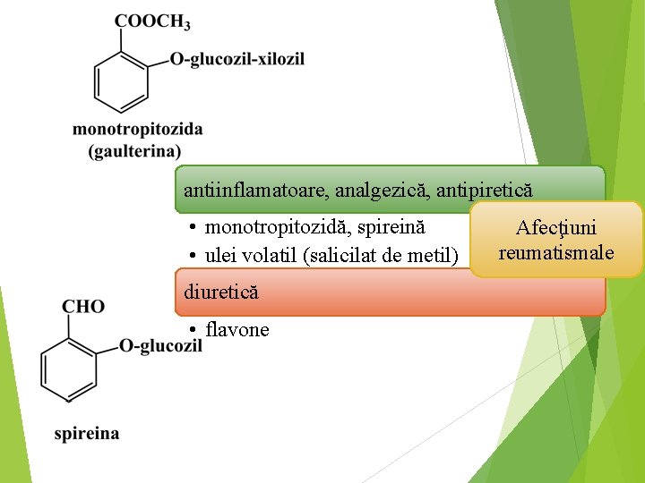 antiinflamatoare, analgezică, antipiretică • monotropitozidă, spireină • ulei volatil (salicilat de metil) diuretică •