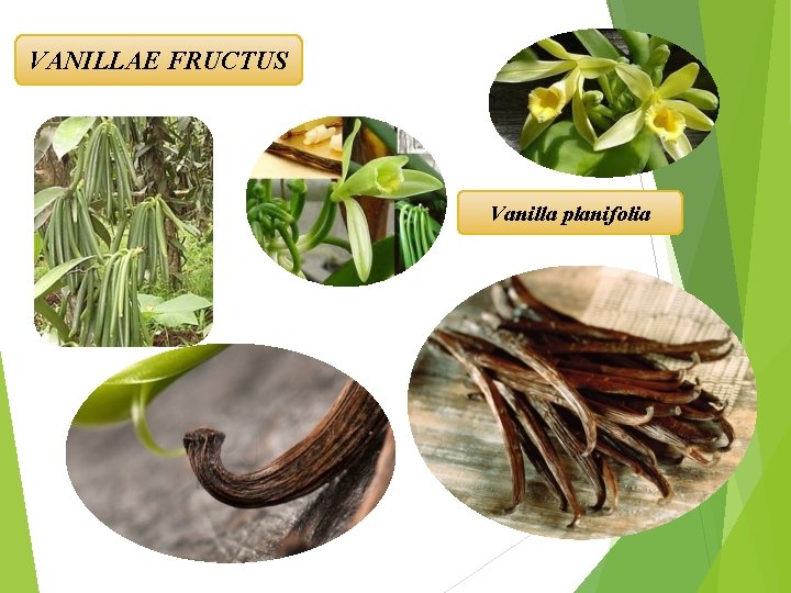 VANILLAE FRUCTUS Vanilla planifolia 