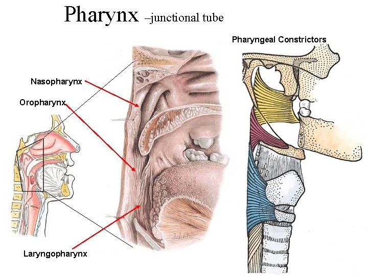 Pharynx –junctional tube Pharyngeal Constrictors Nasopharynx Oropharynx Laryngopharynx 