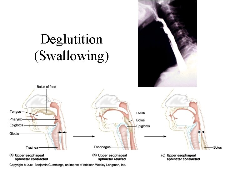 Deglutition (Swallowing) 