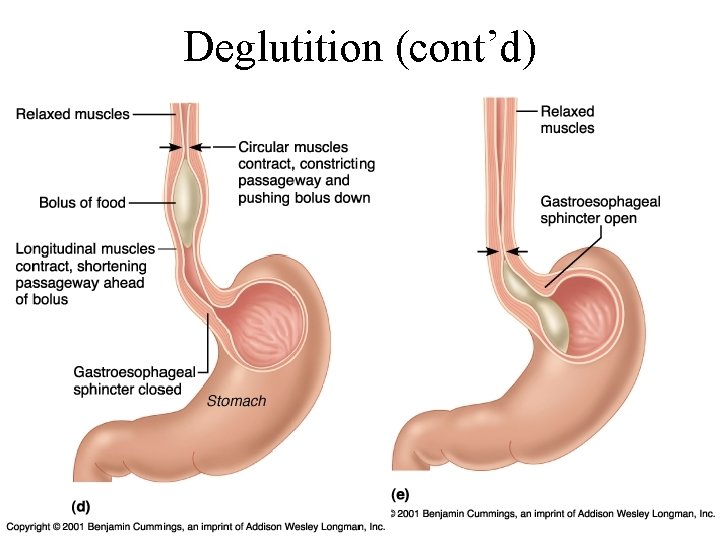 Deglutition (cont’d) 